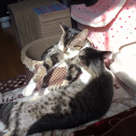 昨日は「猫の日」だったのに～の画像