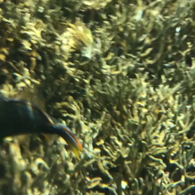 今日もシュノーケルの画像