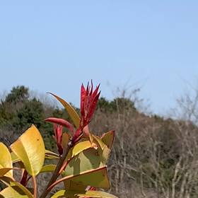 父さんのところへの画像