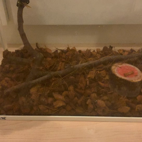 カブトムシ２の画像