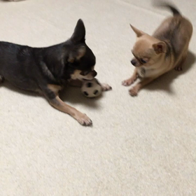 新しいオモチャの画像