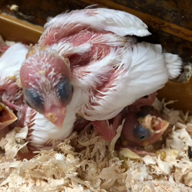 七姉妹…？の画像