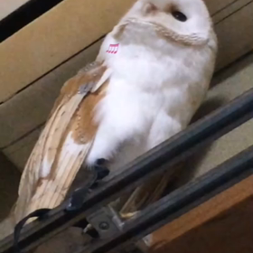 今日のメン活 メンフクHALちゃんの画像