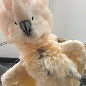 オオバタンの画像