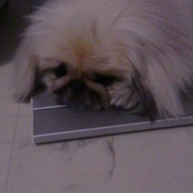 お散歩に行きましょうの画像