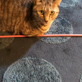 ゴマちゃんの画像