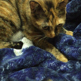 今日の琥珀の画像