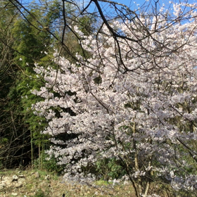 桜満開の画像