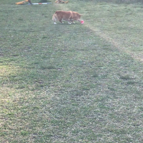 コロコロの画像