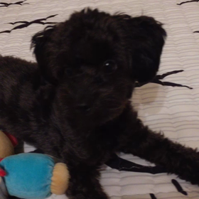 可愛くて仕方ないの画像