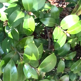 写真をたくさん、棄てました。の画像