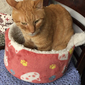 ふみふみする裕次郎の画像