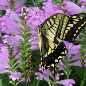 キアゲハ。の画像