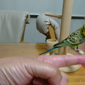 カモン✨ぴーちゃんの画像