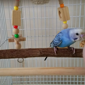 ペコちゃんを迎えて12日目　満2ヶ月の画像