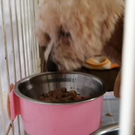 母わんこ､今朝も食欲旺盛ですの画像