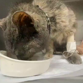 パビちゃんの様子の画像