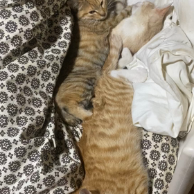 おやすみなさいの画像