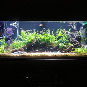 昔の水槽の画像