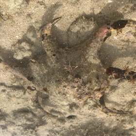 にげる。の画像