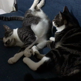 猫になりたい♪の画像