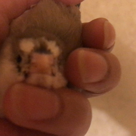 臨時休業のお知らせ。の画像