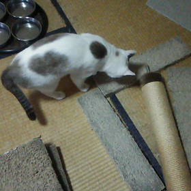 エアー砂かけライオwの画像