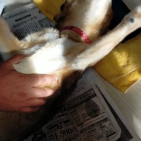 2021年5月14日金曜日 桃花てんかん発作がなくなってきましたの画像