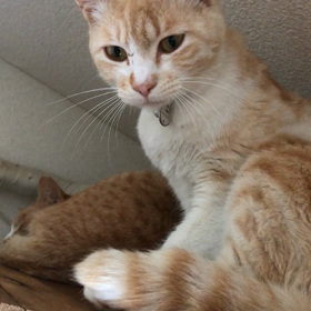 里親様募集中のミミちゃん、チャチャちゃんの画像