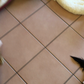 魚釣り？いや、ワンコ釣り？の画像