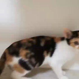 アリスちゃん&空ちゃんの画像