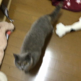 羽根つき猫じゃらしの画像