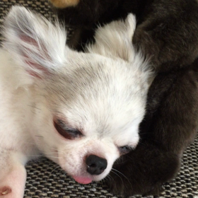 ワンコ動画の画像