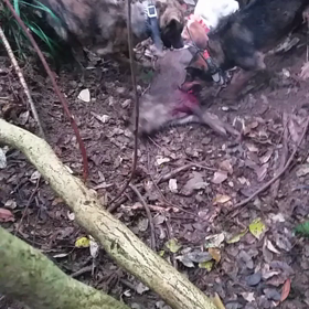 穴熊大王からの昇格(爆)の画像