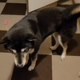 昨夜のお出迎えの画像