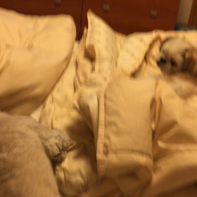 ラルフさんに呆れるハル君の画像