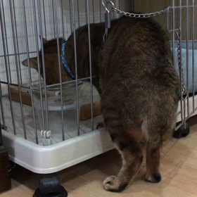 横着な (*≧∀≦*)の画像