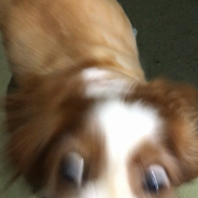 食いしん坊パルムの画像