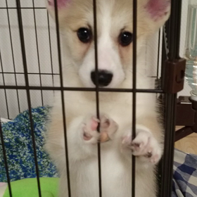 ワンワン…の画像