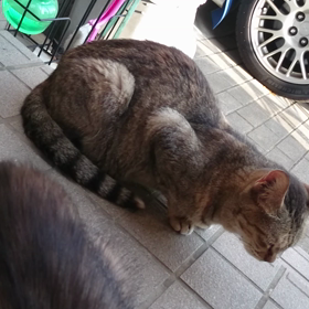 猫の呼吸の画像