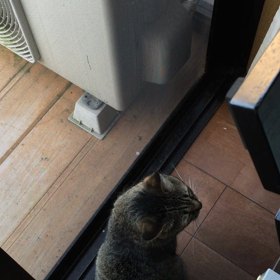 すぅちんは安定の朝パトロールの画像