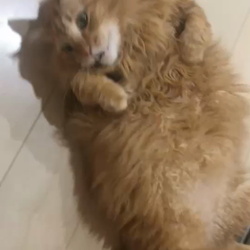 ミーヤン流踊り披露♡の画像