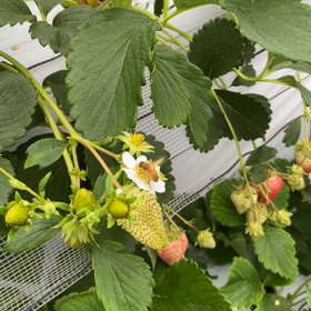 美味しく食べるためにの画像
