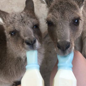 Australia最大の癒し2の画像
