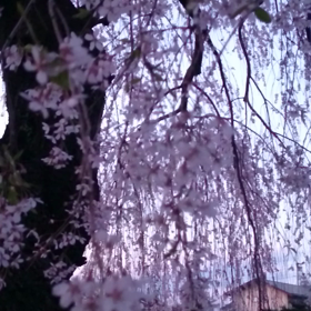 風に揺れる垂れ桜かなの画像