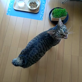 草食動物の画像