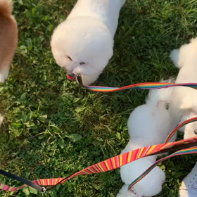 6月4日8わんこと2時間遠足　　代々木公園表参道の画像