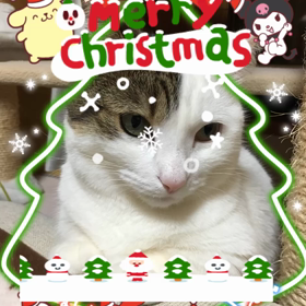 1日 遅れのXmasの画像