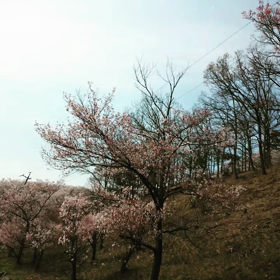 サクラ➰の画像