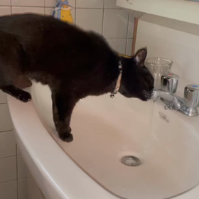 蛇口の好きな黒猫の画像